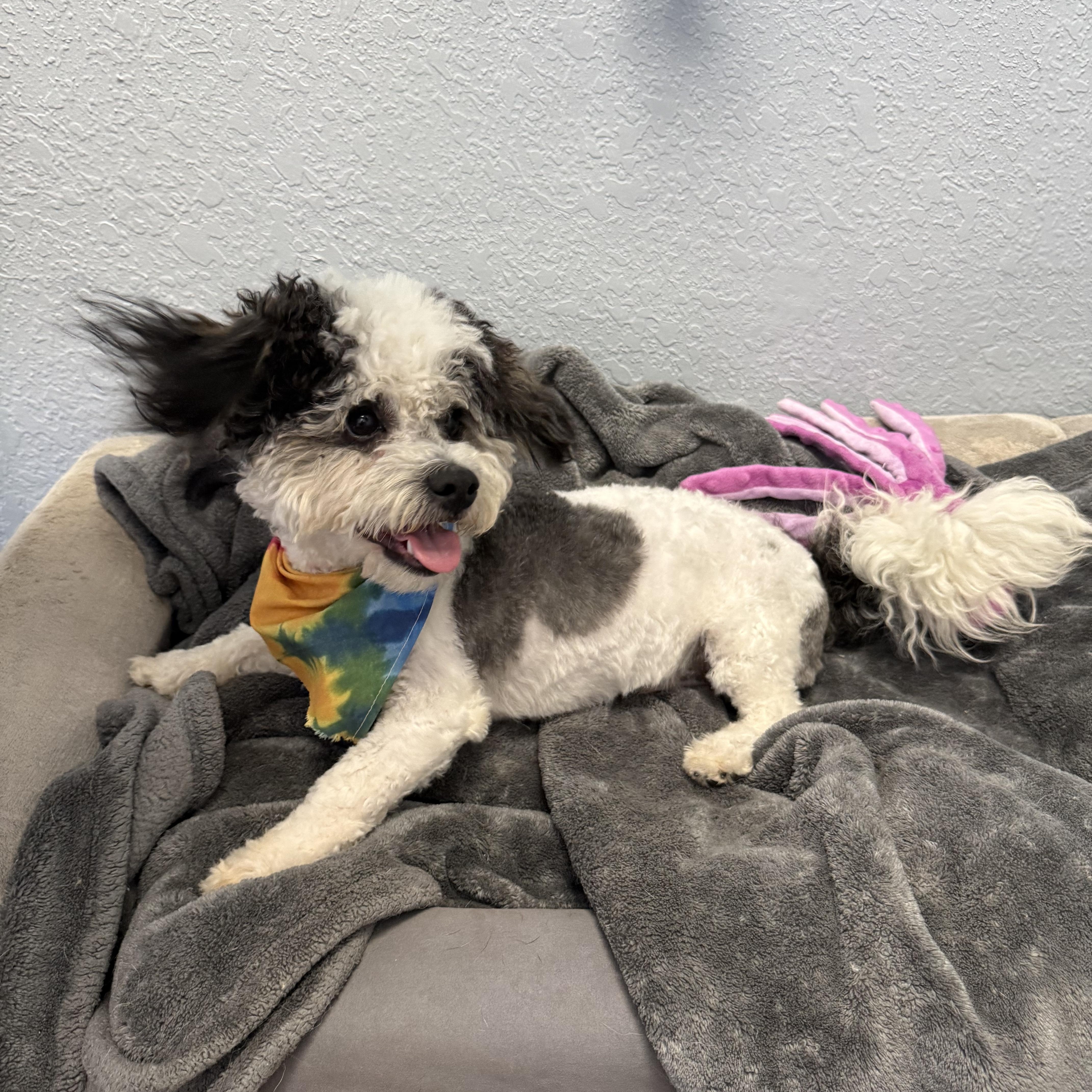 Enlarge Zeke Bananaham, an adopted Shih poo in Belleville, NJ image 6/6