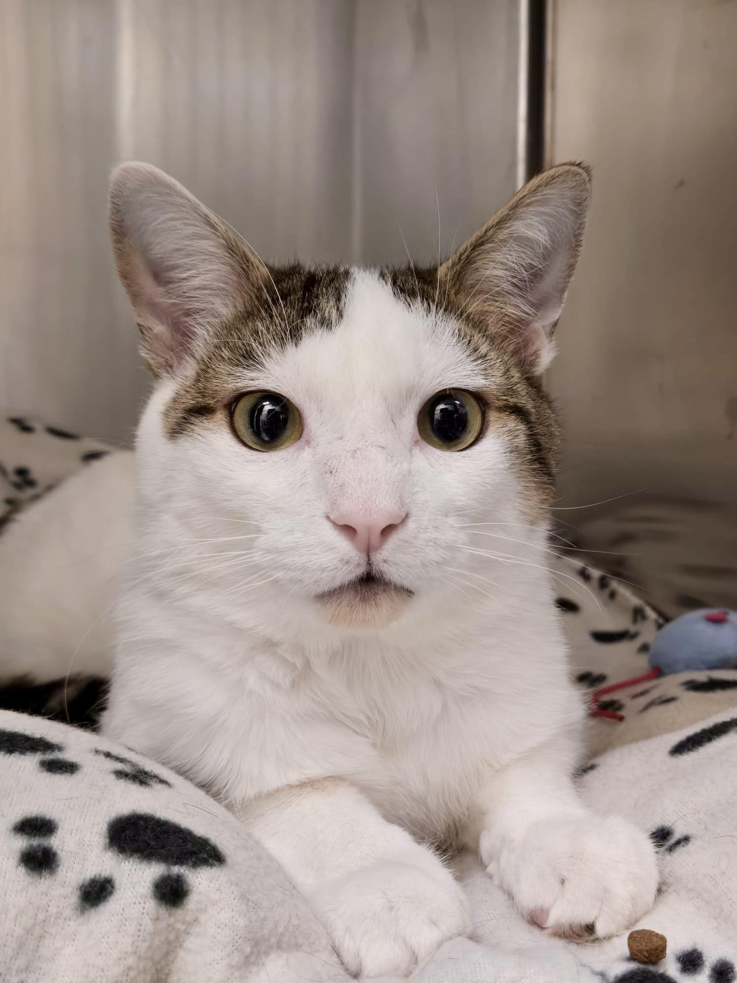 Freddy Mercury, adopted, Young Male Domestic Short Hair.