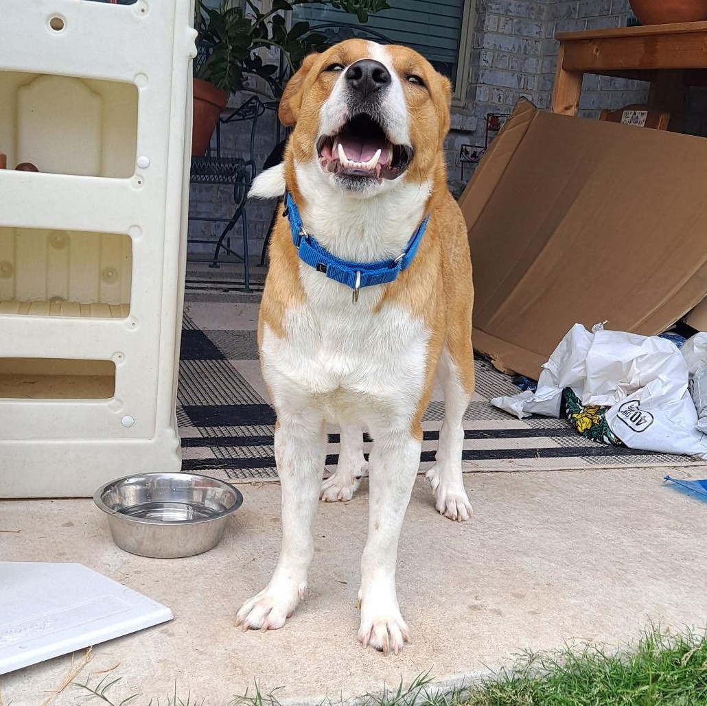 Rusty, a Adoptable mixed breed in Latham, NY image 6/6
