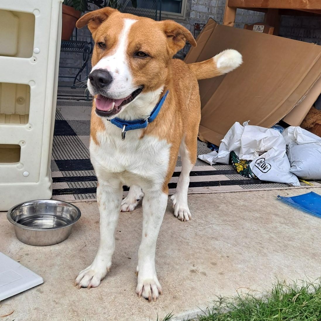 Rusty, a Adoptable mixed breed in Latham, NY image 2/6