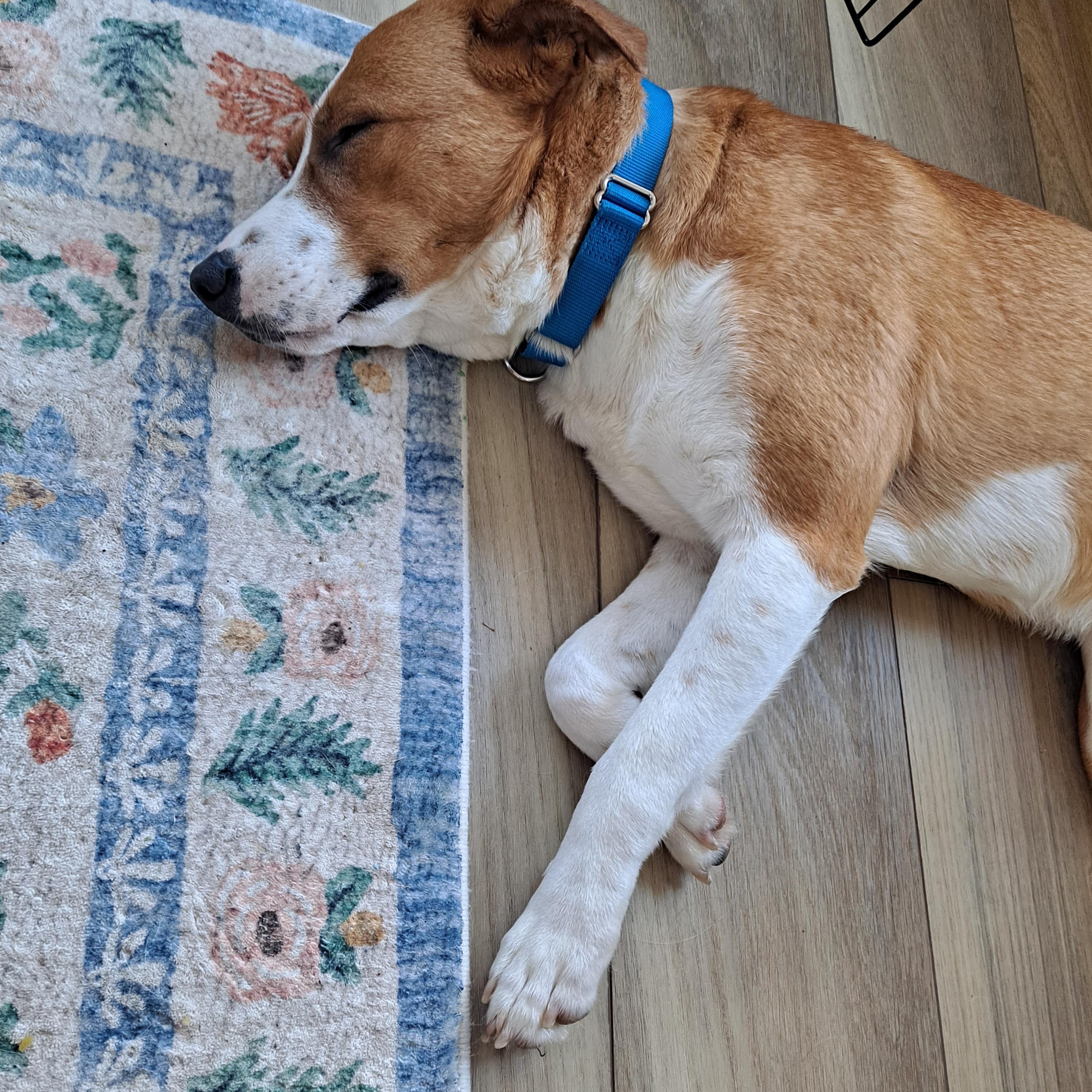 Rusty, a Adoptable mixed breed in Latham, NY image 5/6