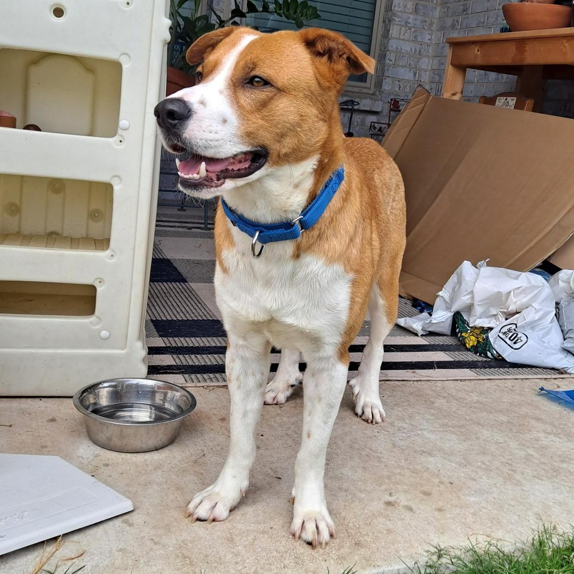 Rusty, a Adoptable mixed breed in Latham, NY image 4/6