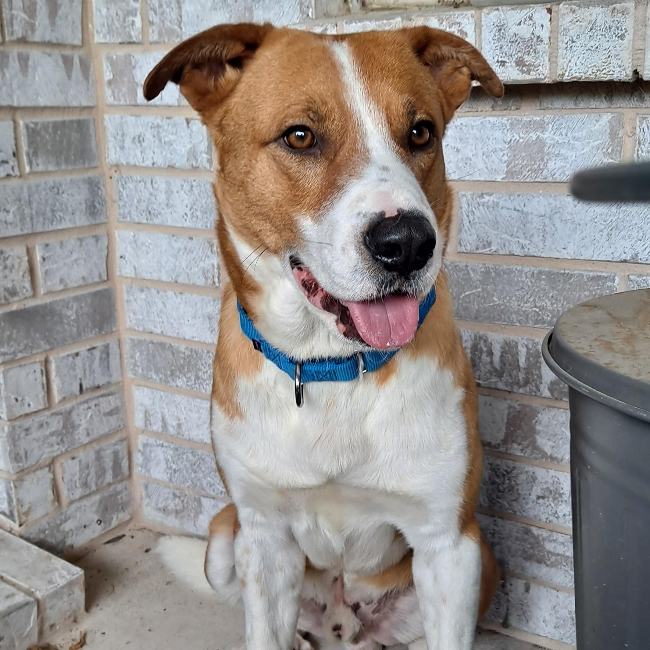 Rusty, a Adoptable mixed breed in Latham, NY image 1/6