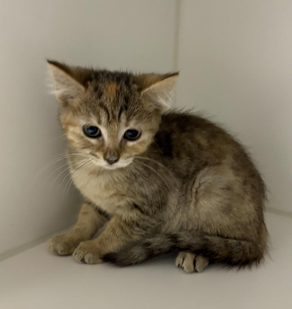 Matilda, Adoptable, Kitten Female Domestic Short Hair.
