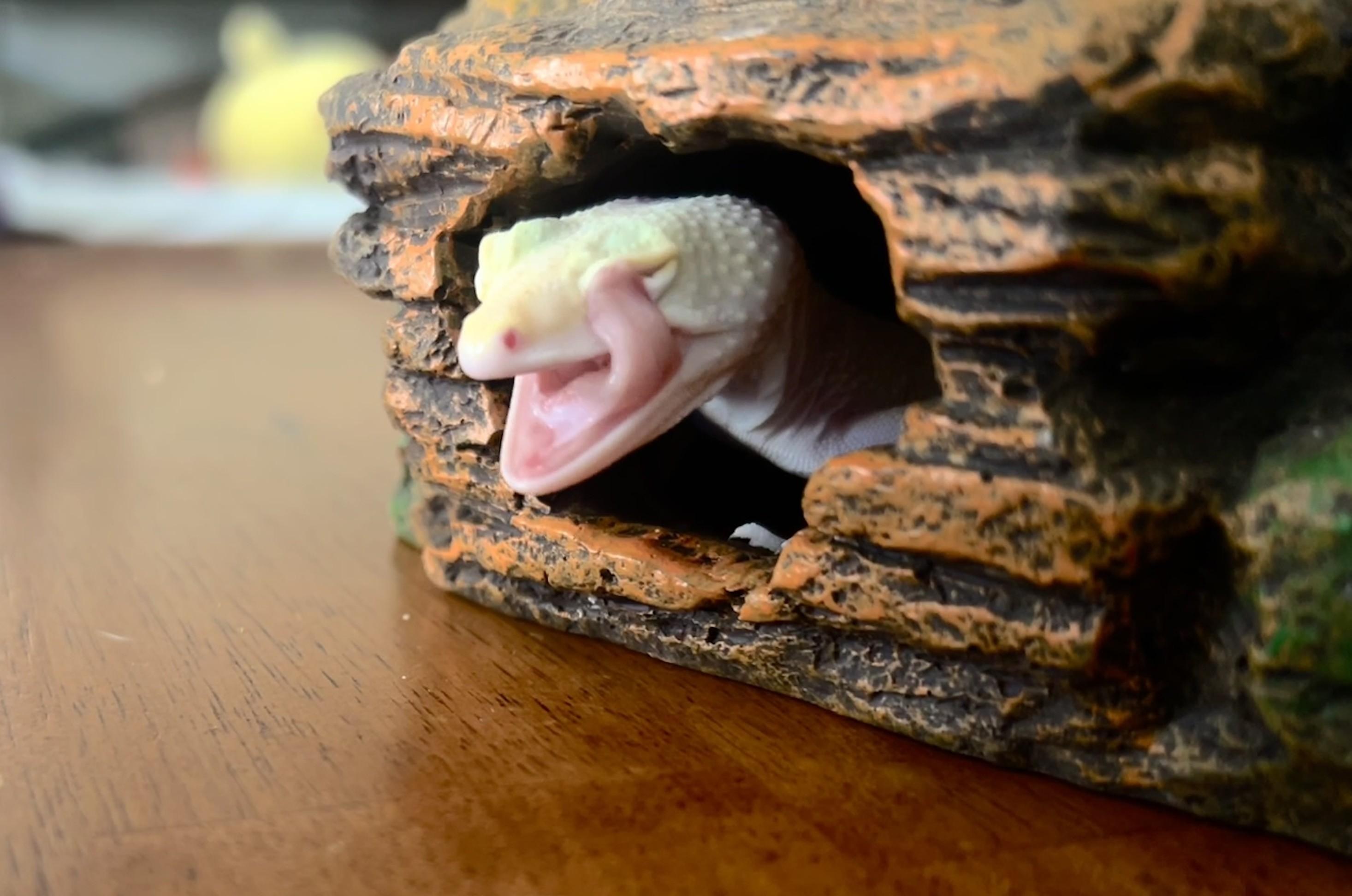 Enlarge Khao, a ADOPTABLE Gecko in Greenfield, WI image 3/3