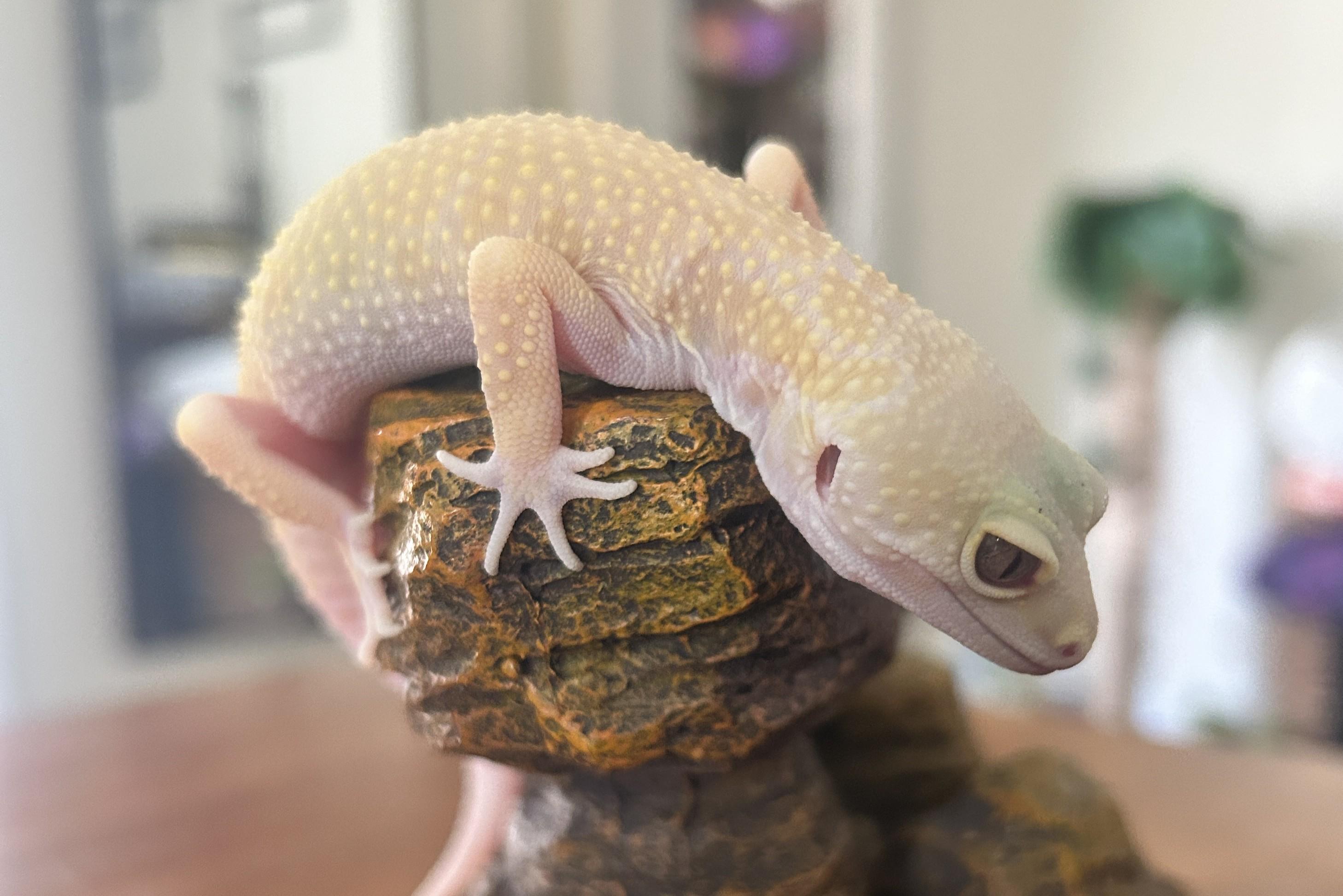 Enlarge Khao, a ADOPTABLE Gecko in Greenfield, WI image 2/3