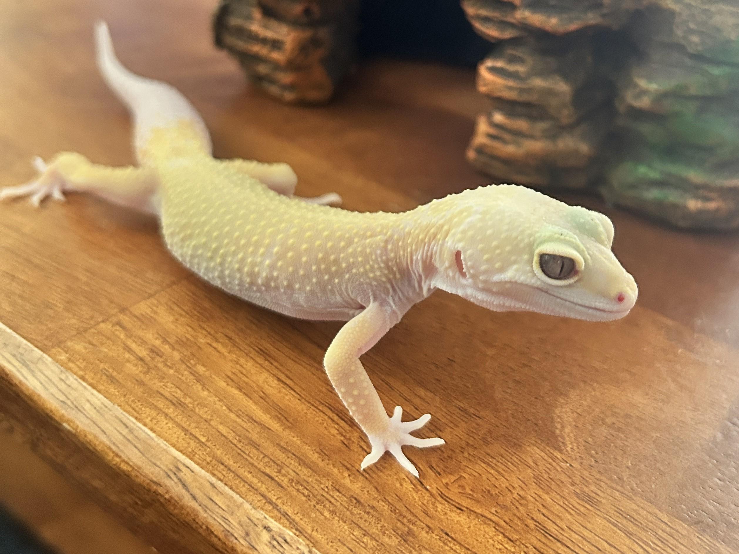 Khao, ADOPTABLE, Adult Female Gecko.