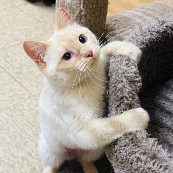 Seraphina — thumbnail 2