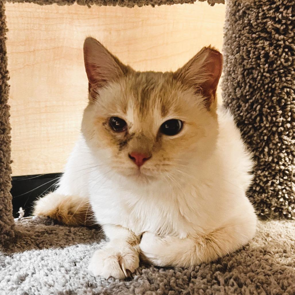 Seraphina — thumbnail 3