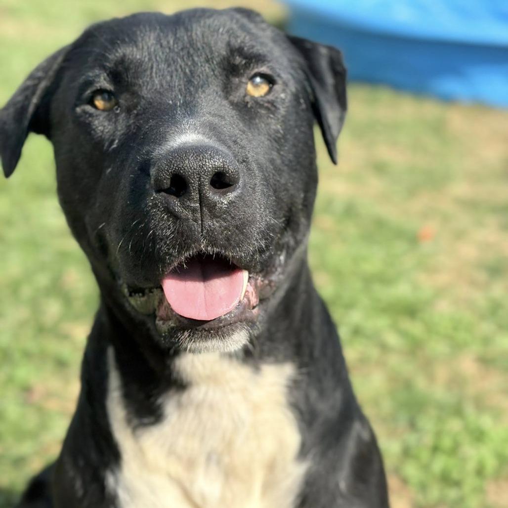 Enlarge Hardin, a Adoptable Mixed Breed in Rocky Mount, VA image 1/6