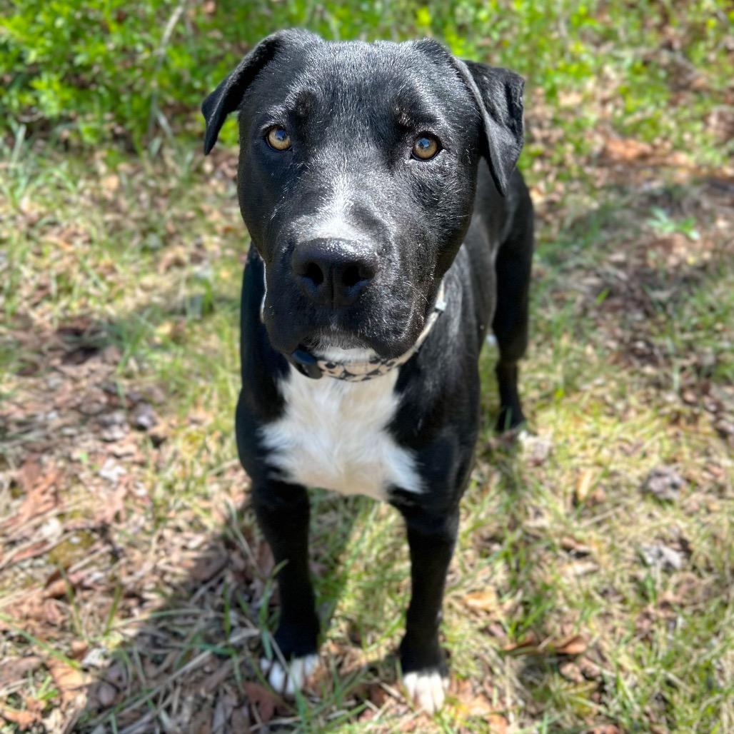 Enlarge Hardin, a Adoptable Mixed Breed in Rocky Mount, VA image 2/6