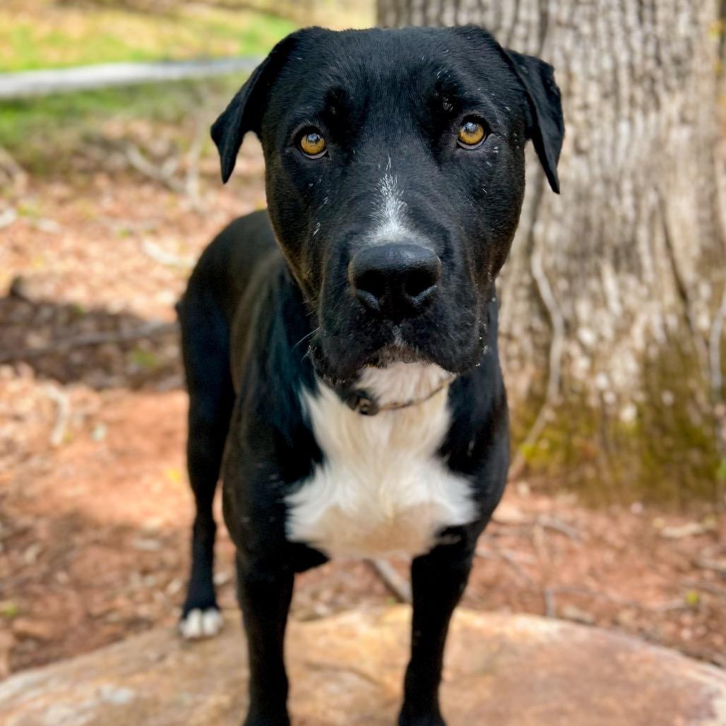 Enlarge Hardin, a Adoptable Mixed Breed in Rocky Mount, VA image 3/6