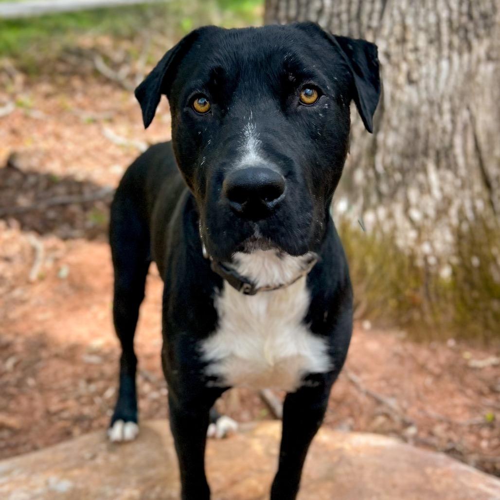 Enlarge Hardin, a Adoptable Mixed Breed in Rocky Mount, VA image 4/6