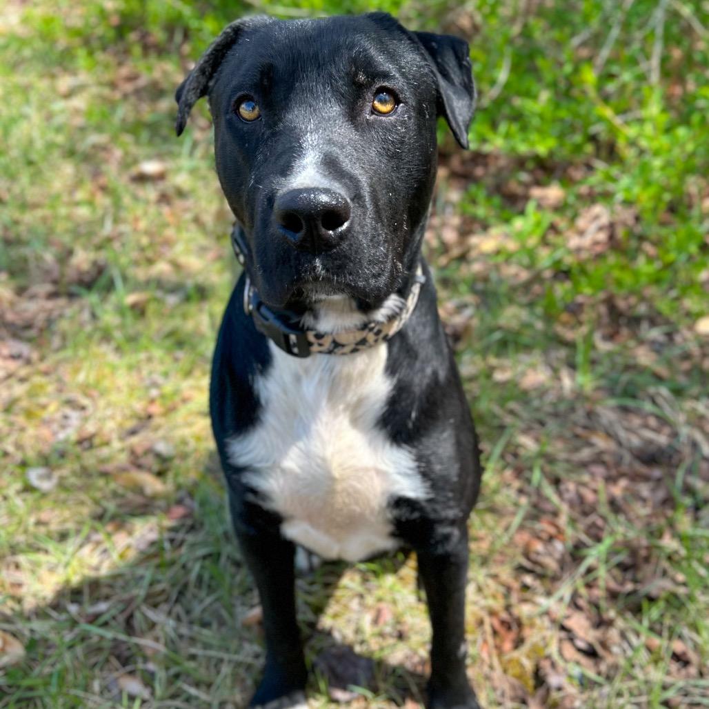Enlarge Hardin, a Adoptable Mixed Breed in Rocky Mount, VA image 5/6