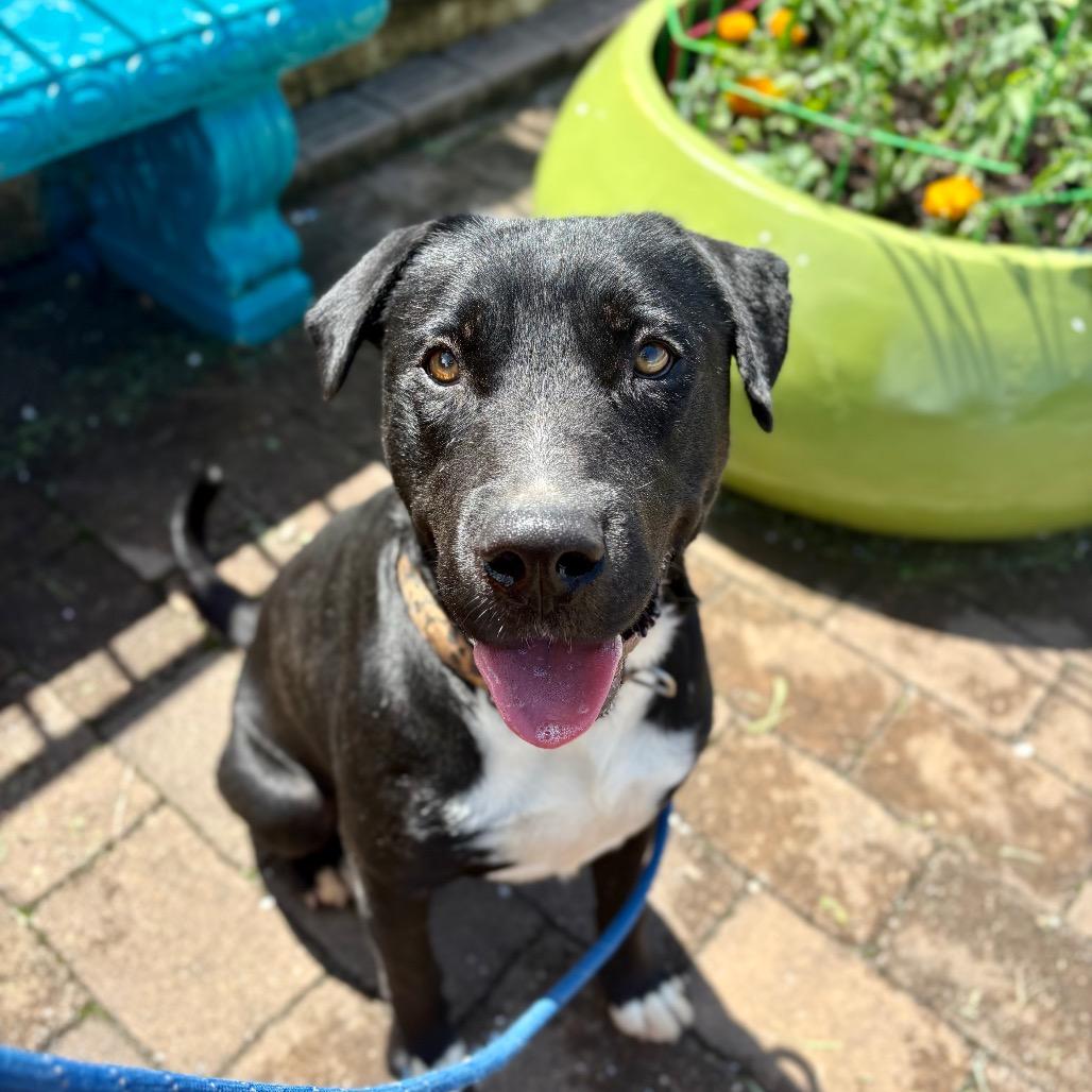 Enlarge Hardin, a Adoptable Mixed Breed in Rocky Mount, VA image 6/6