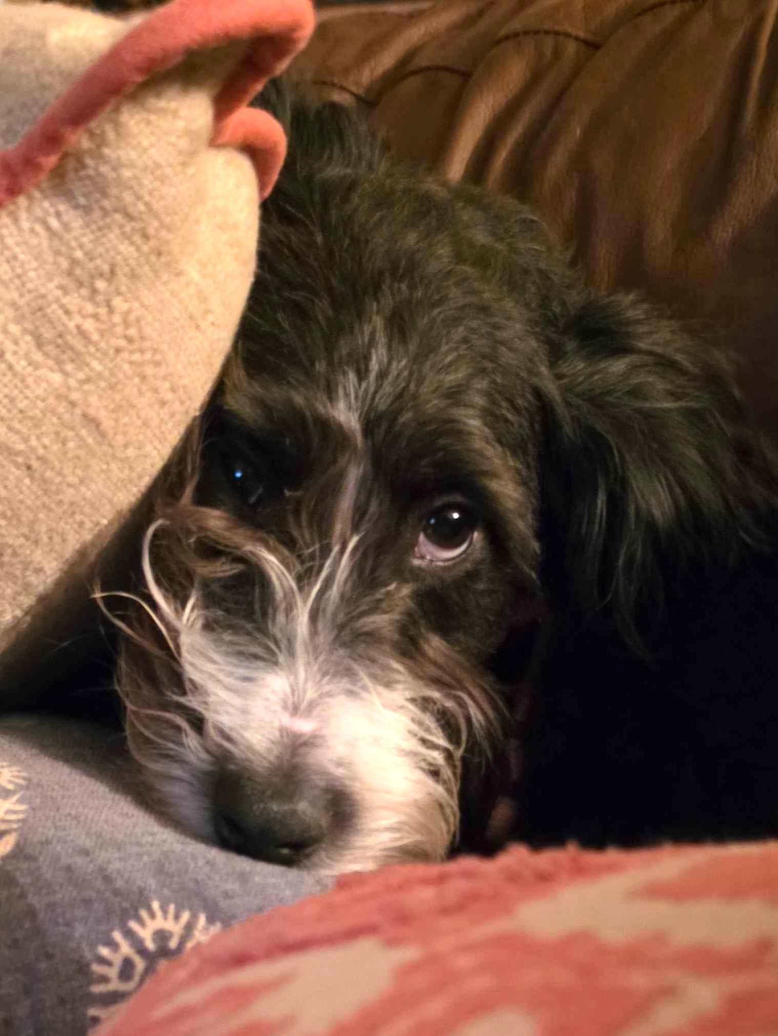 Enlarge Berklee, a Adoptable mixed breed in Garland, TX image 2/5