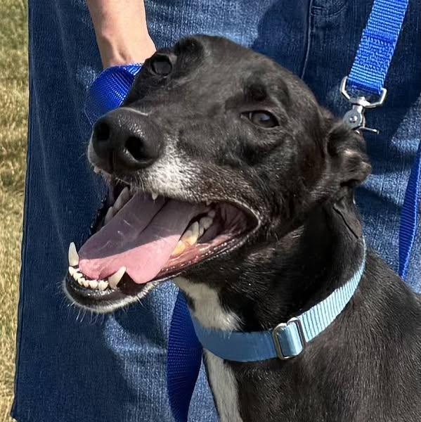 Topper, an adopted mixed breed in Indianapolis, IN image 3/5