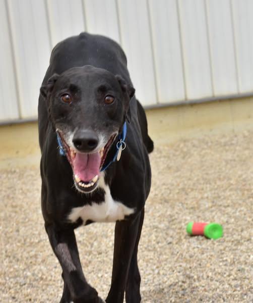 Topper, an adopted mixed breed in Indianapolis, IN image 5/5