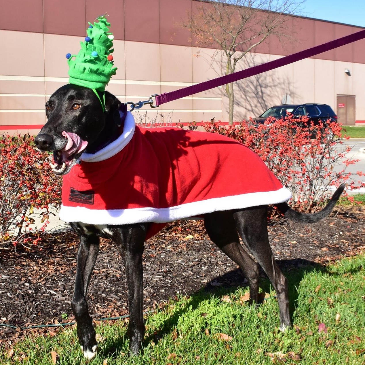 Topper, an adopted mixed breed in Indianapolis, IN image 2/5