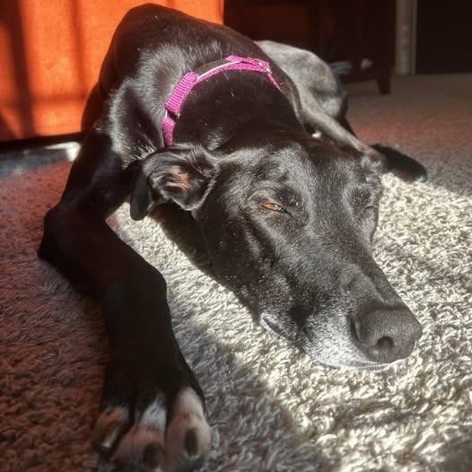 Topper, adopted, Adult Male Greyhound & Lurcher.