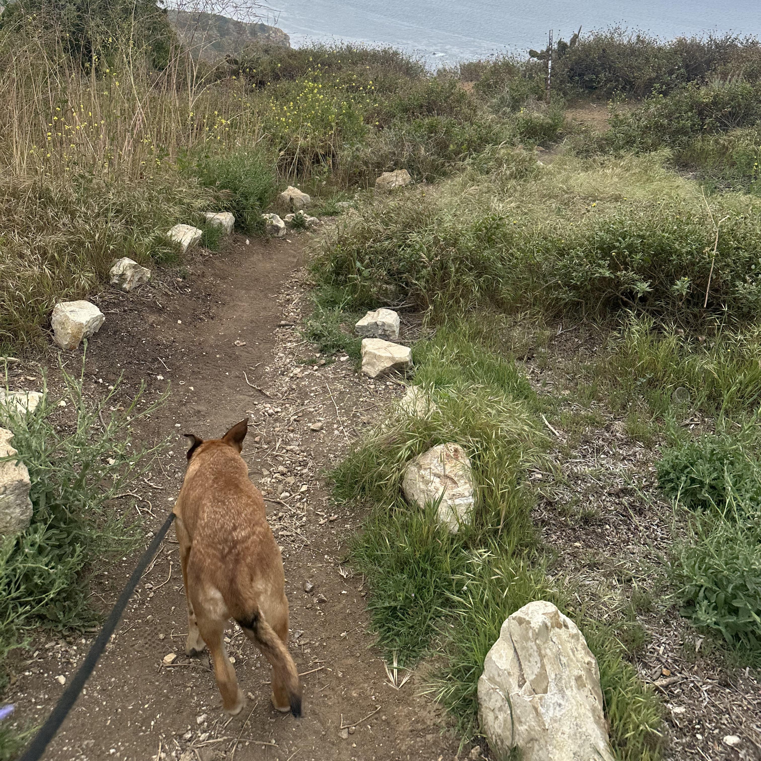 Enlarge INDIE!, a Adoptable mixed breed in Trabuco Canyon, CA image 3/6