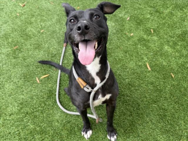 SUNSHINE, Adoptable, Adult Female Pit Bull Terrier.