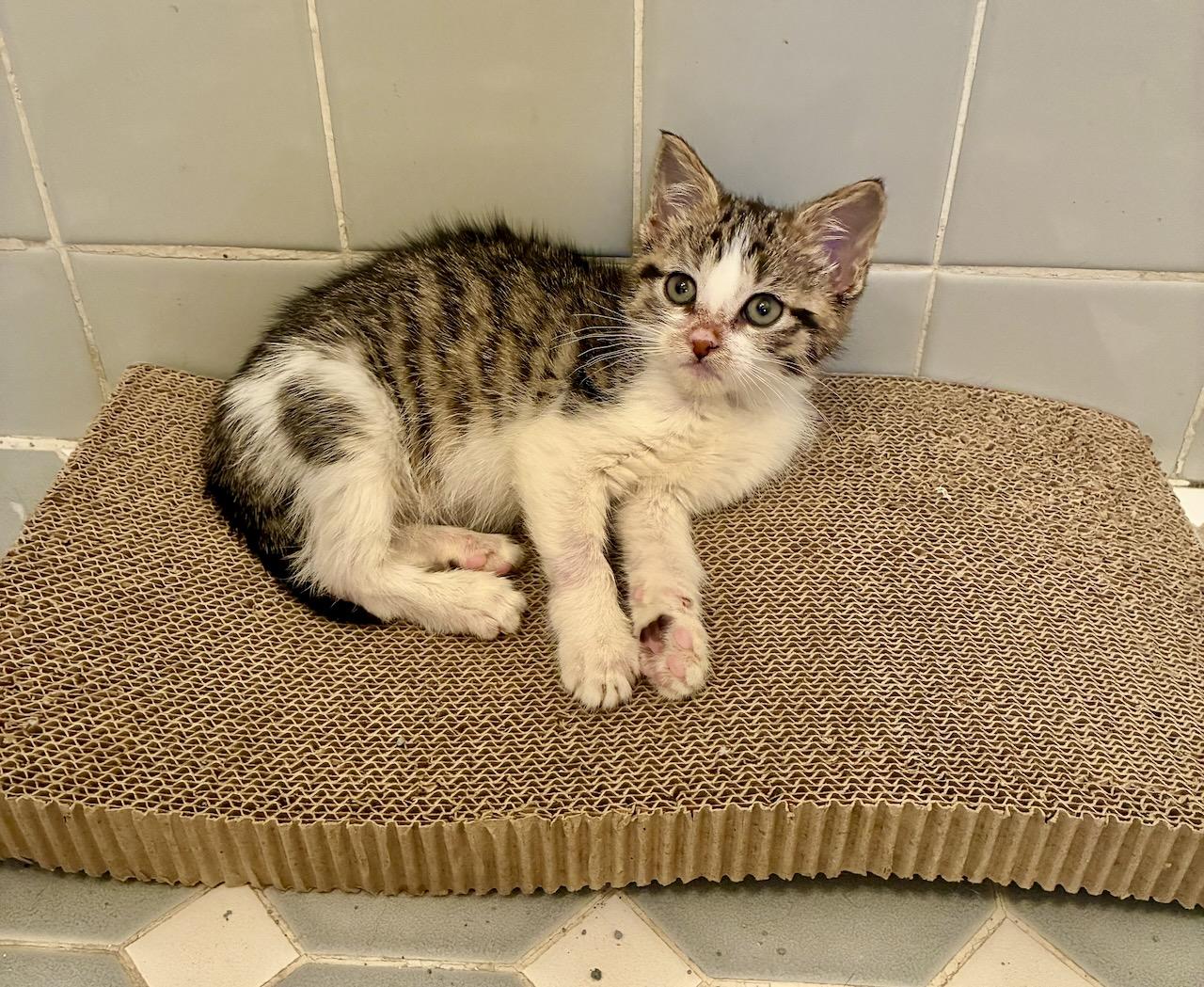 Lina, an adopted Tabby in River Edge, NJ image 4/5