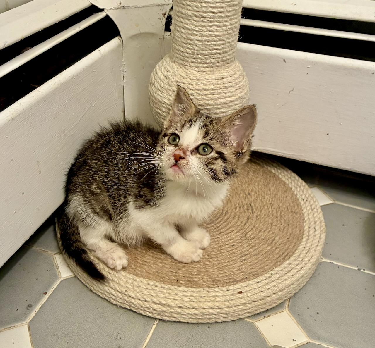 Lina, an adopted Tabby in River Edge, NJ image 2/5