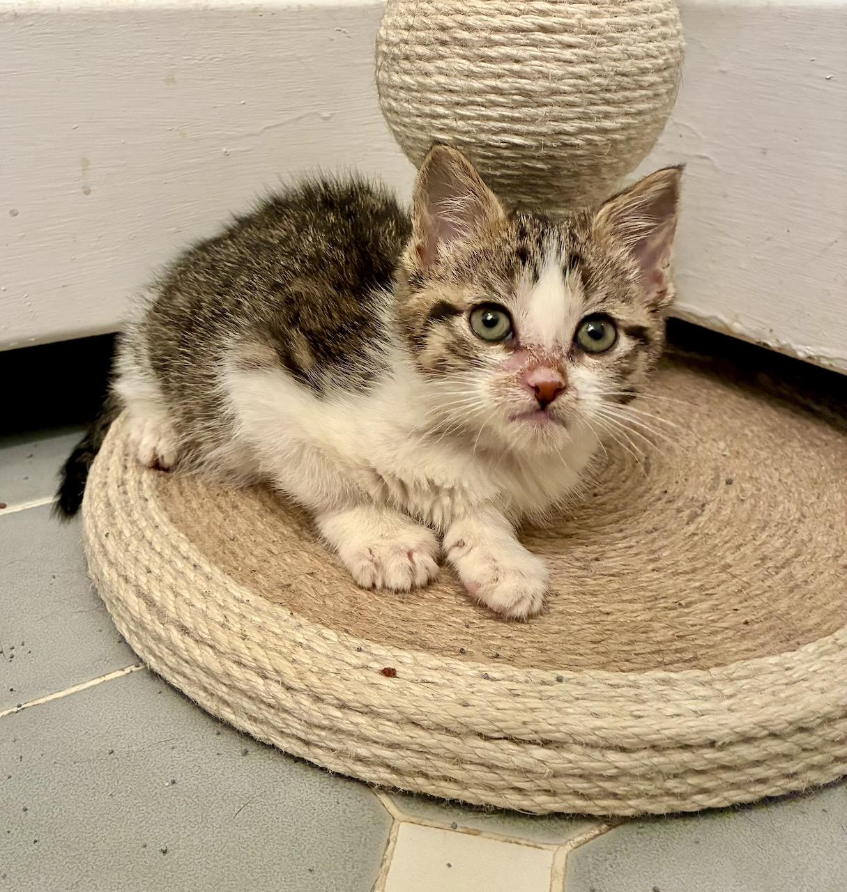 Lina, an adopted Tabby in River Edge, NJ image 3/5