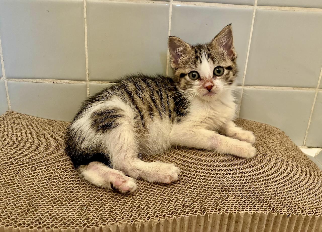 Lina, adopted, Kitten Female Tabby.