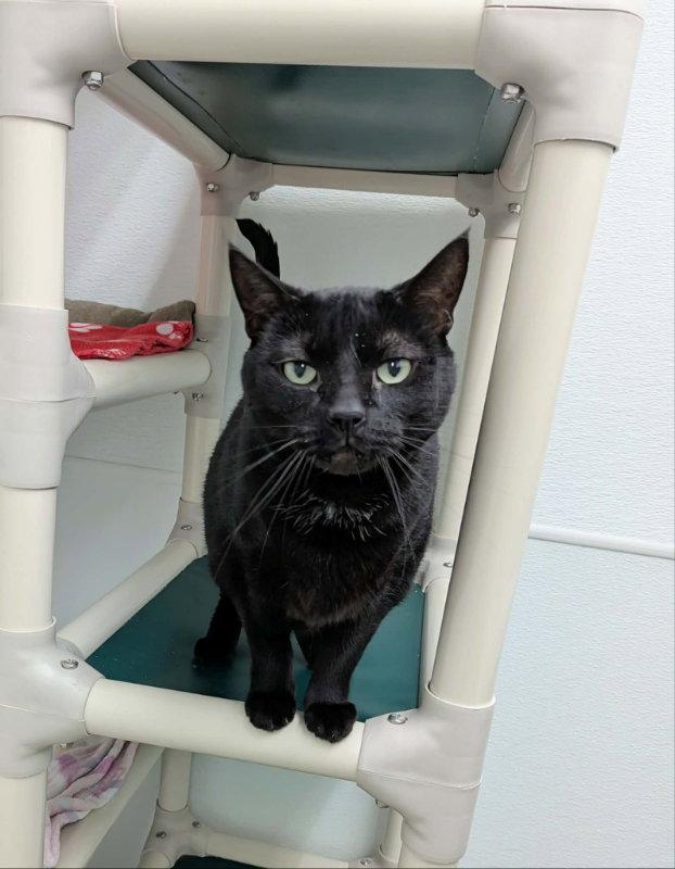 Enlarge Valentine, a Adoptable Domestic Short Hair in Gonic, NH image 1/3