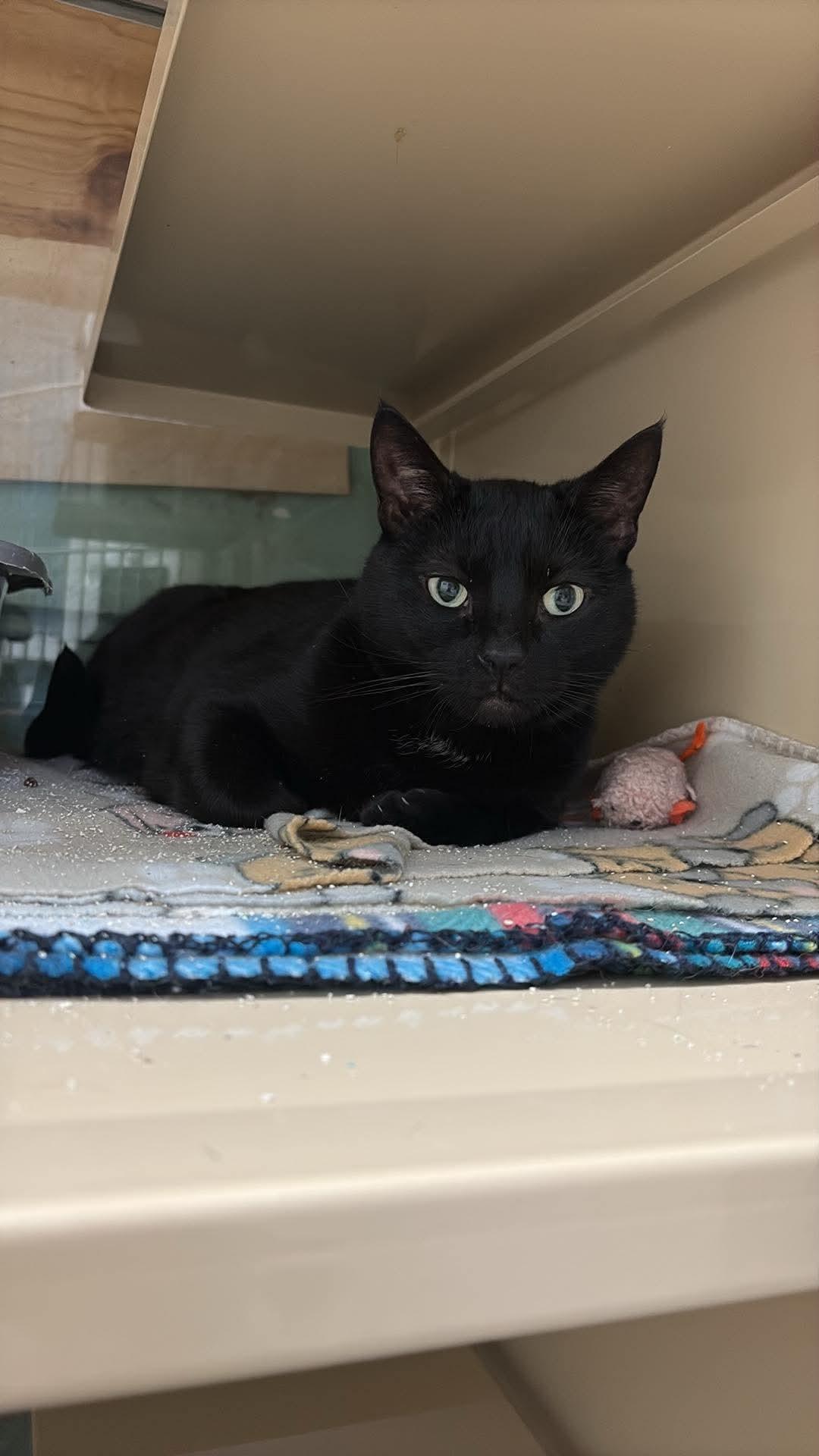 Enlarge Valentine, a Adoptable Domestic Short Hair in Gonic, NH image 2/3