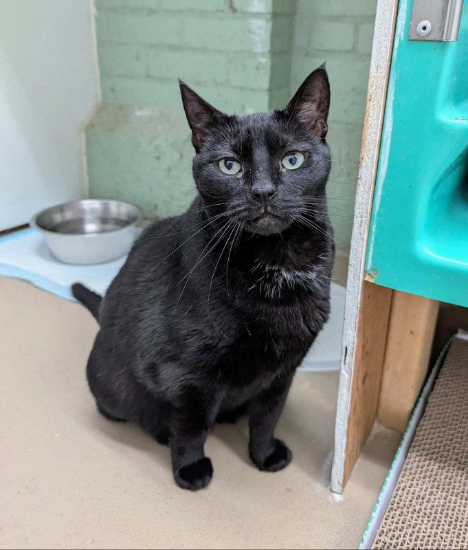 Enlarge Valentine, a Adoptable Domestic Short Hair in Gonic, NH image 3/3