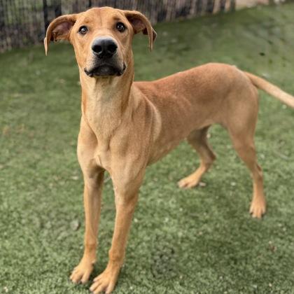 Turkey, a Adoptable mixed breed in Red Bluff, CA image 3/3