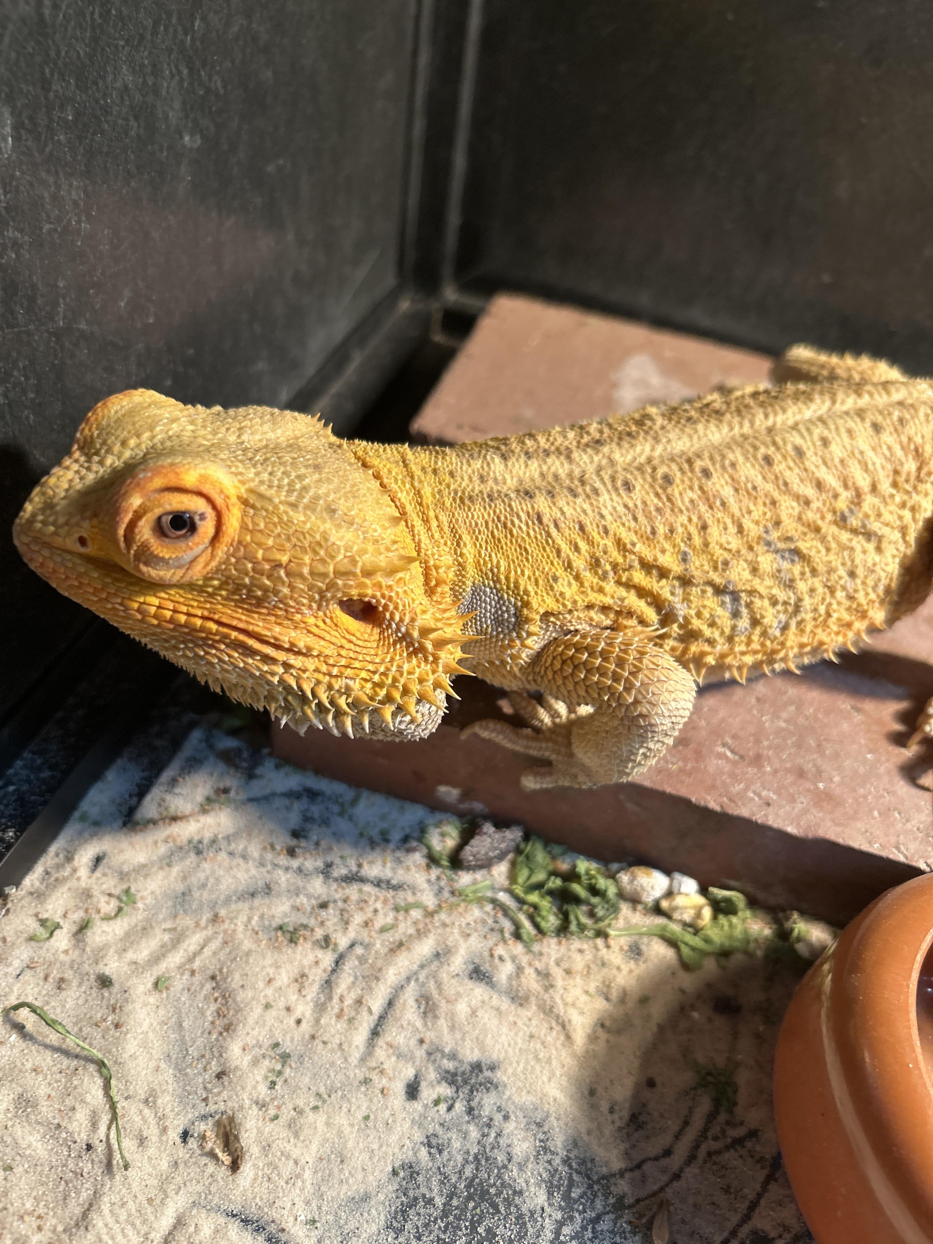 Bud the Bearded Dragon, Adult Male unknown