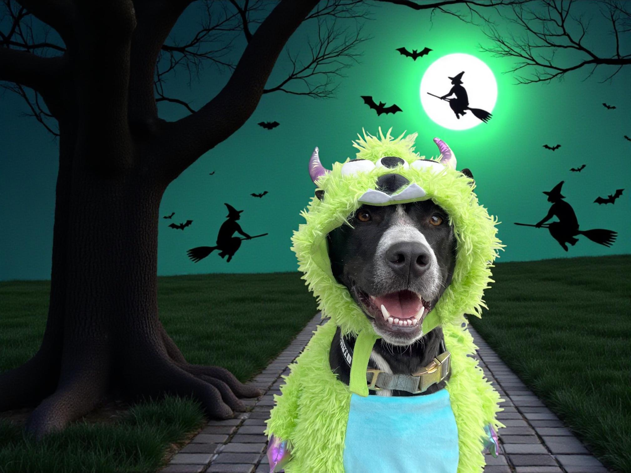 Enlarge Arthur-ADOPT Me!!, a Adoptable mixed breed in Redondo Beach, CA image 6/6