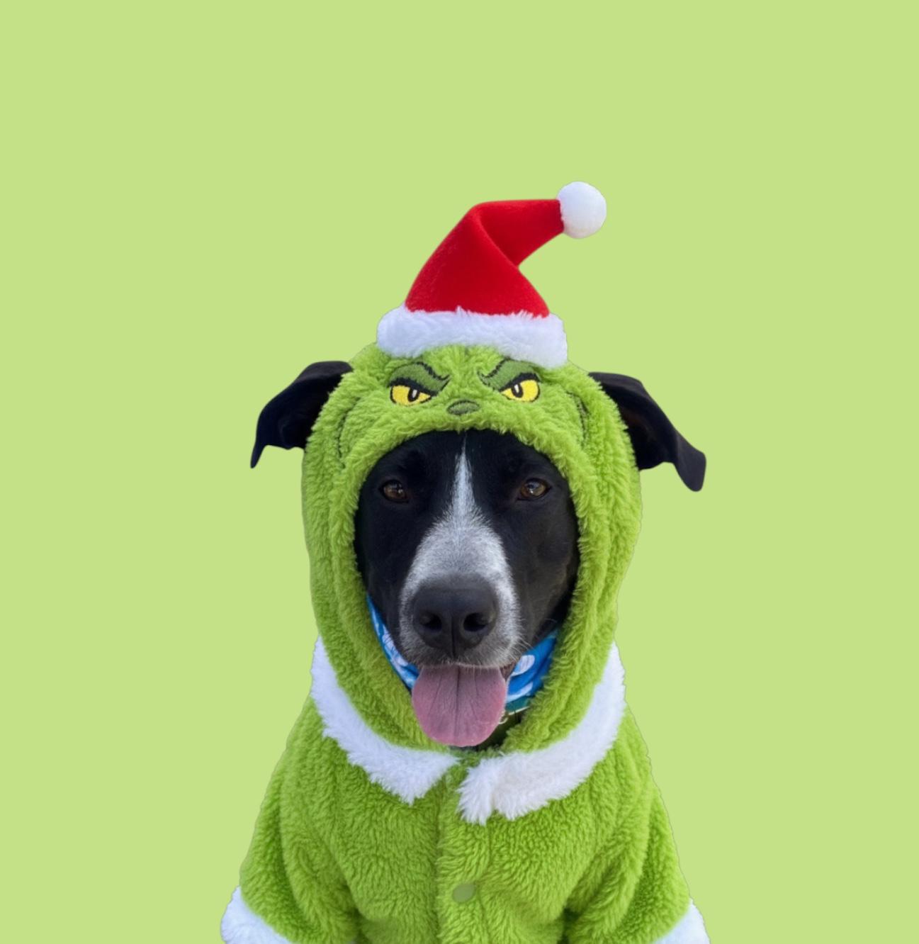 Enlarge Arthur-ADOPT Me!!, a Adoptable mixed breed in Redondo Beach, CA image 2/6