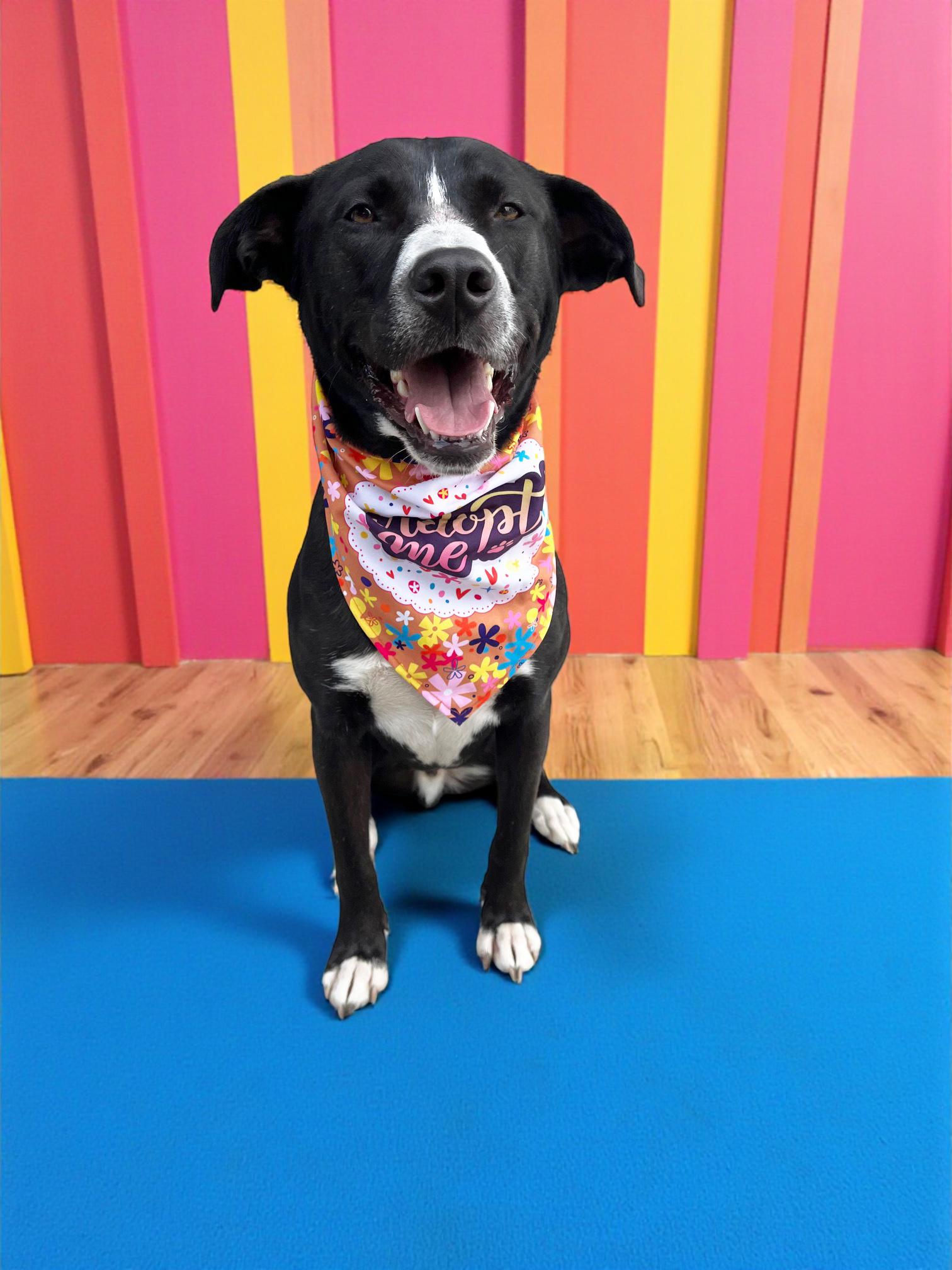 Enlarge Arthur-ADOPT Me!!, a Adoptable mixed breed in Redondo Beach, CA image 2/6