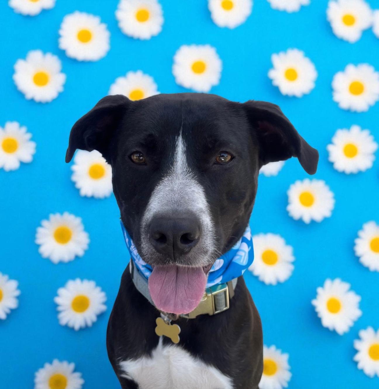 Enlarge Arthur-ADOPT Me!!, an adopted mixed breed in Redondo Beach, CA image 1/6