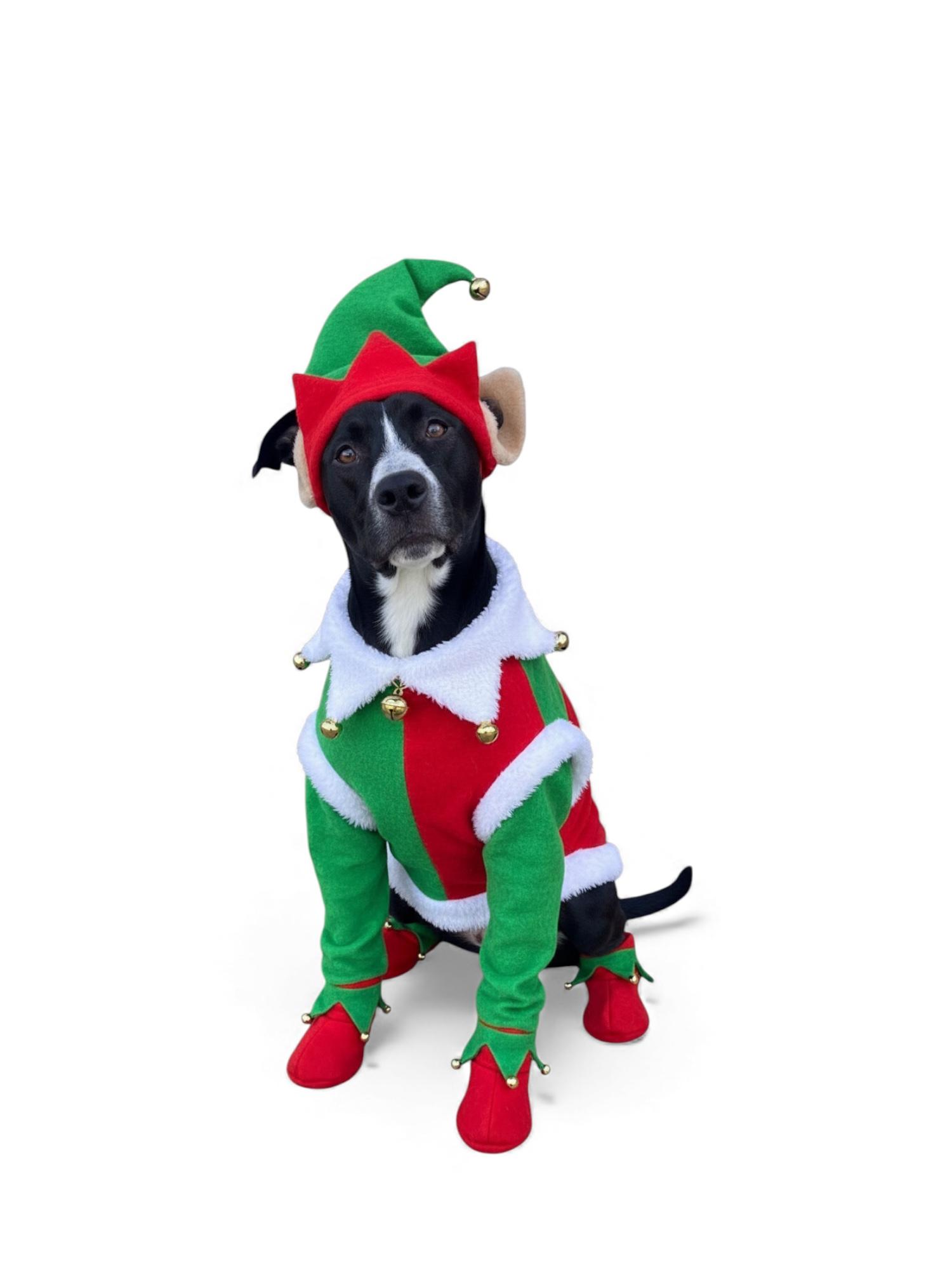 Enlarge Arthur-ADOPT Me!!, a Adoptable mixed breed in Redondo Beach, CA image 1/6