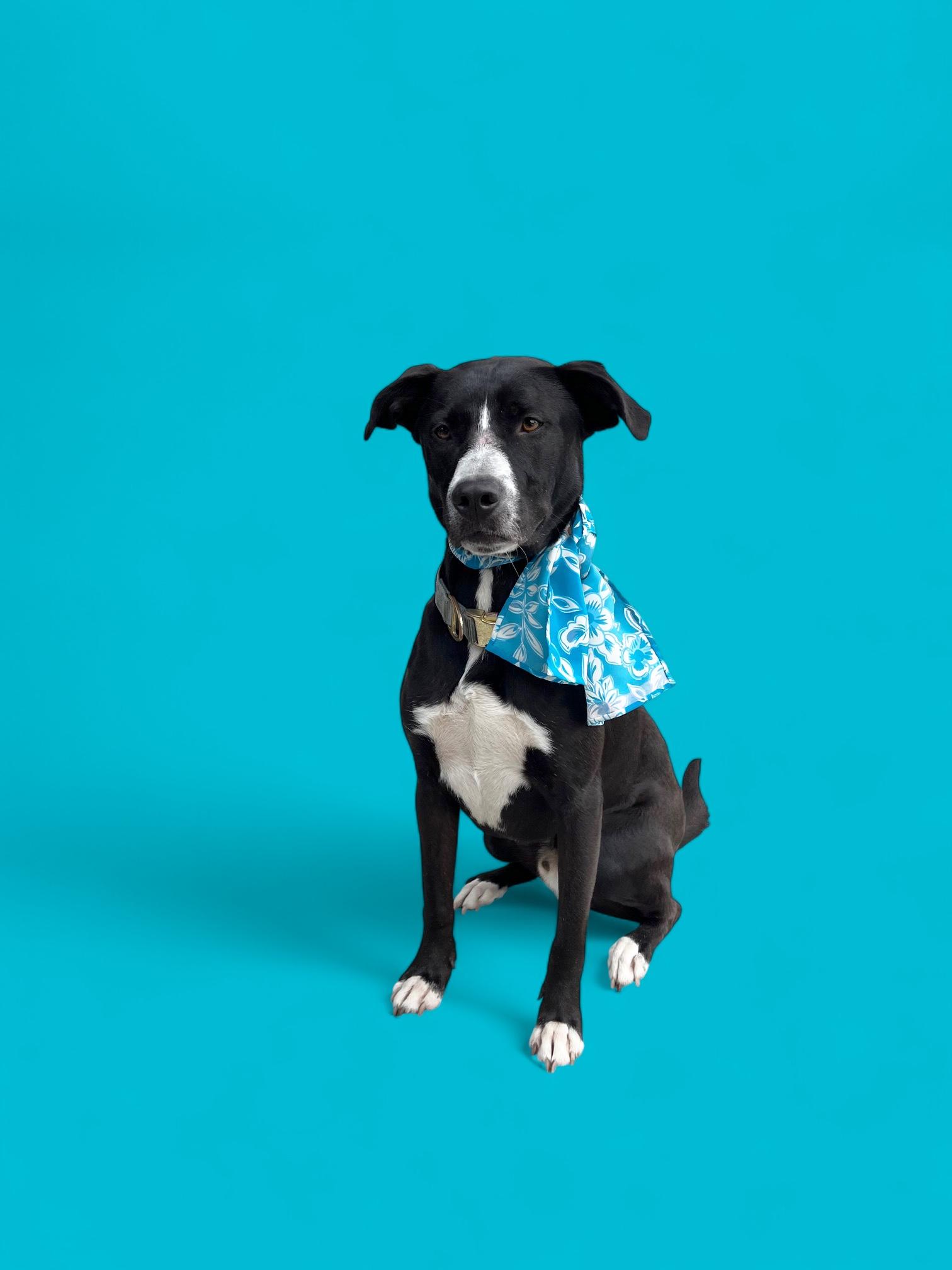 Enlarge Arthur-ADOPT Me!!, a Adoptable mixed breed in Redondo Beach, CA image 1/6