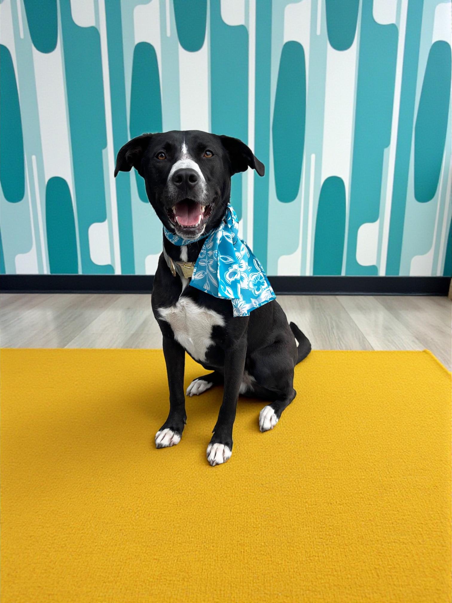 Enlarge Arthur-ADOPT Me!!, a Adoptable mixed breed in Redondo Beach, CA image 4/6