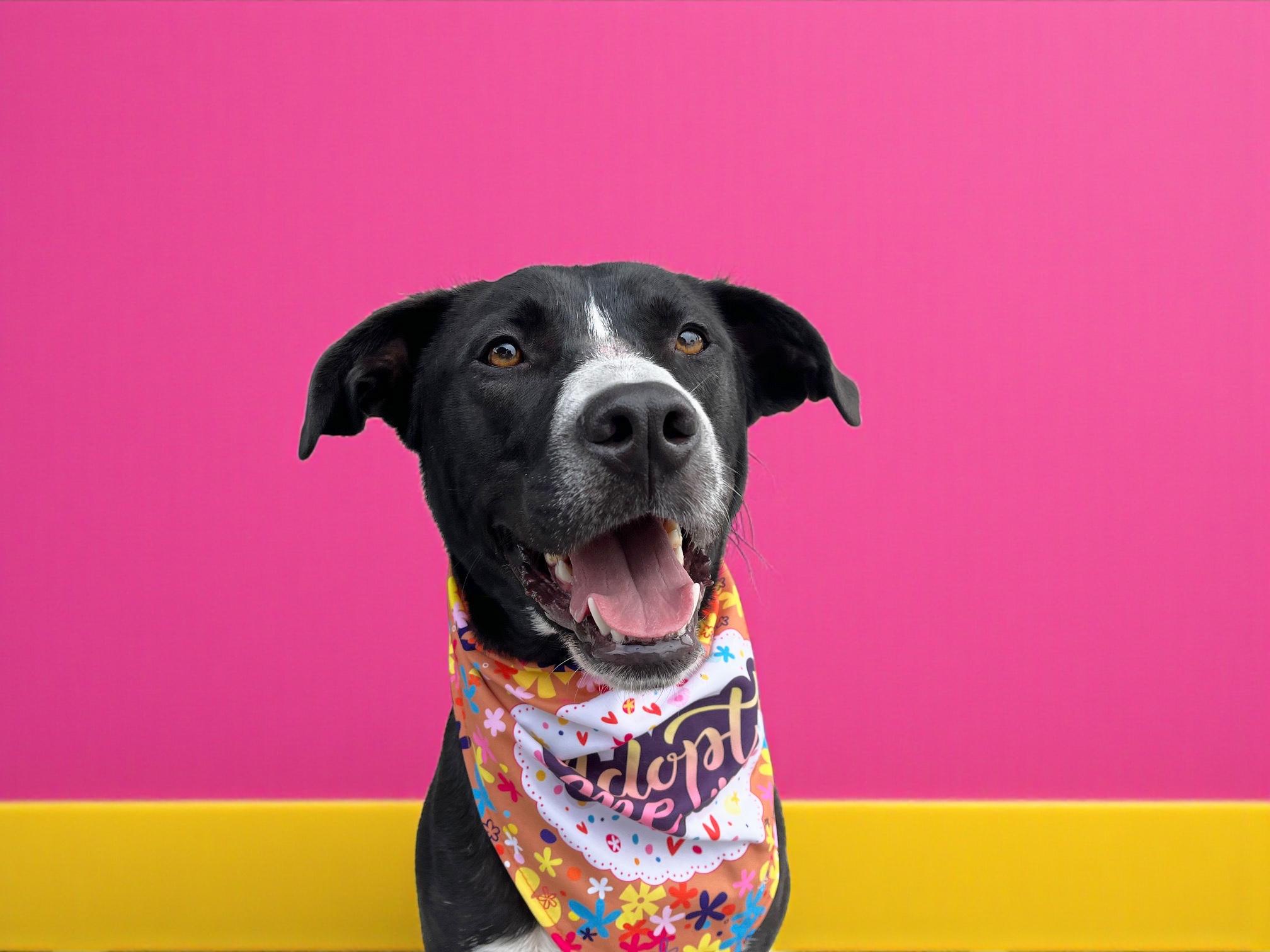 Enlarge Arthur-ADOPT Me!!, a Adoptable mixed breed in Redondo Beach, CA image 5/6