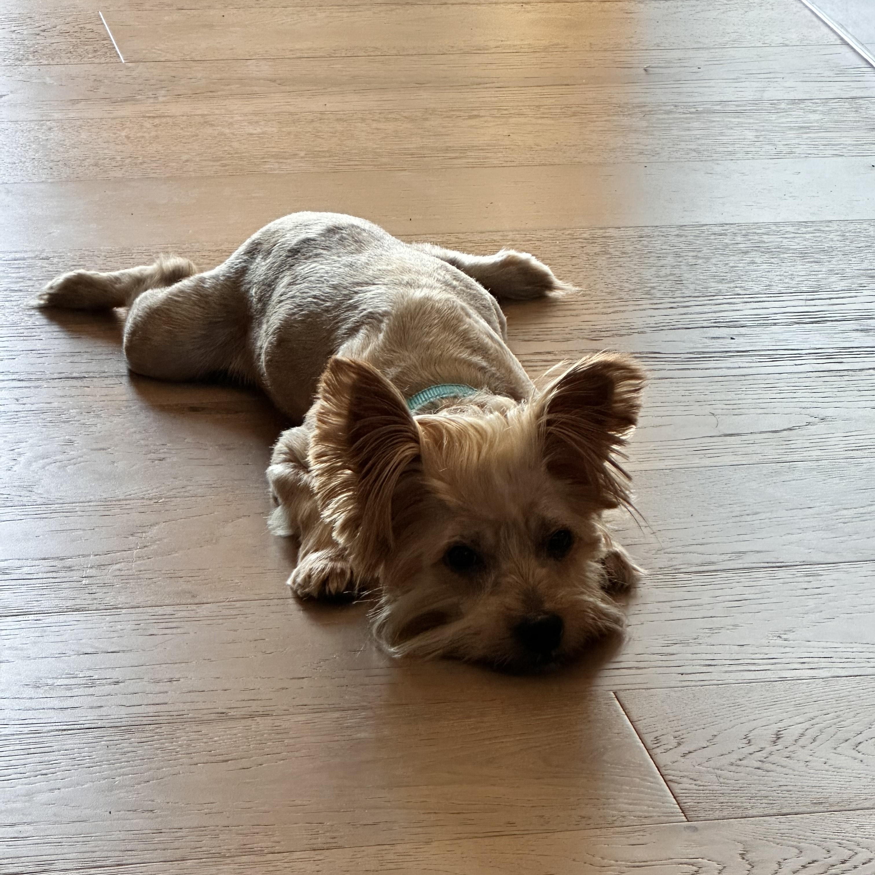 Teddy