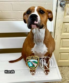 Korah, a Adoptable Pit Bull Terrier in Rocky Mount, NC image 2/3