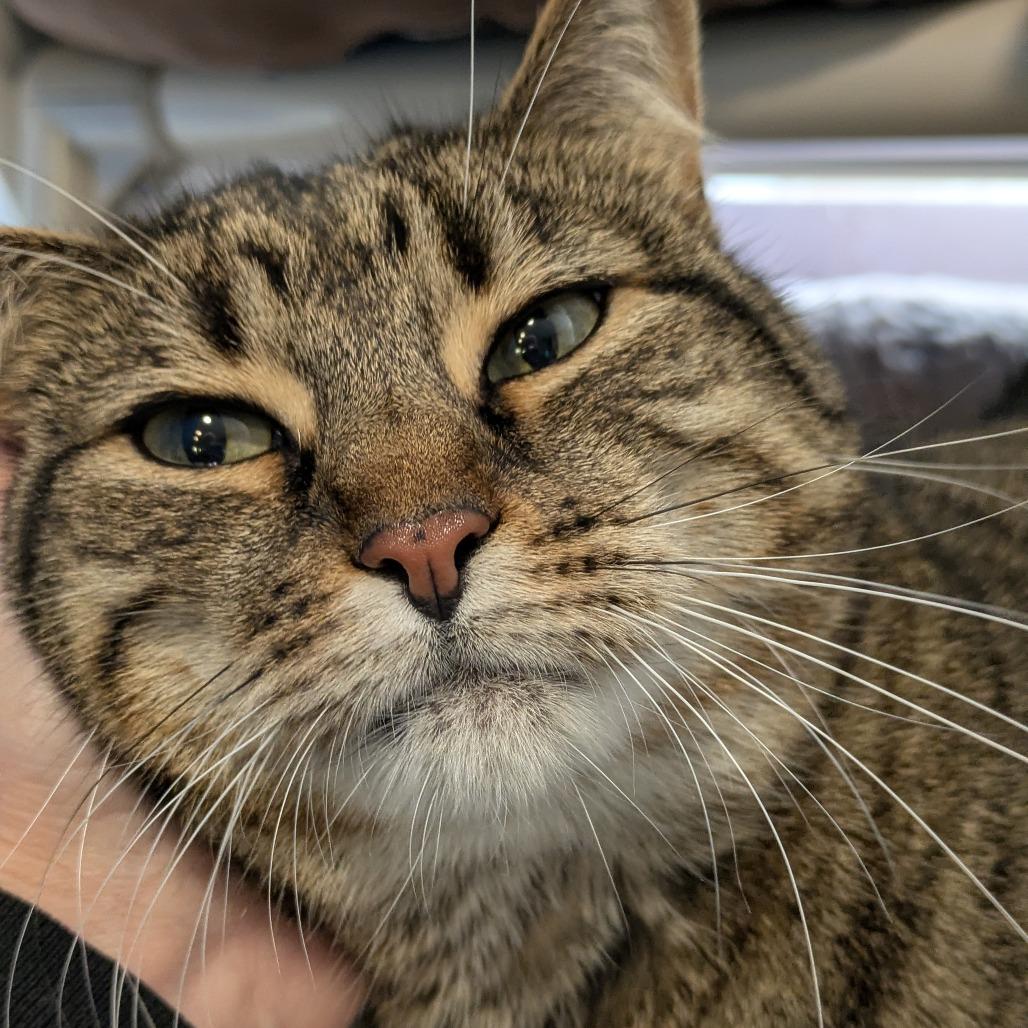 Penelope, Adoptable, Adult Female Domestic Short Hair.