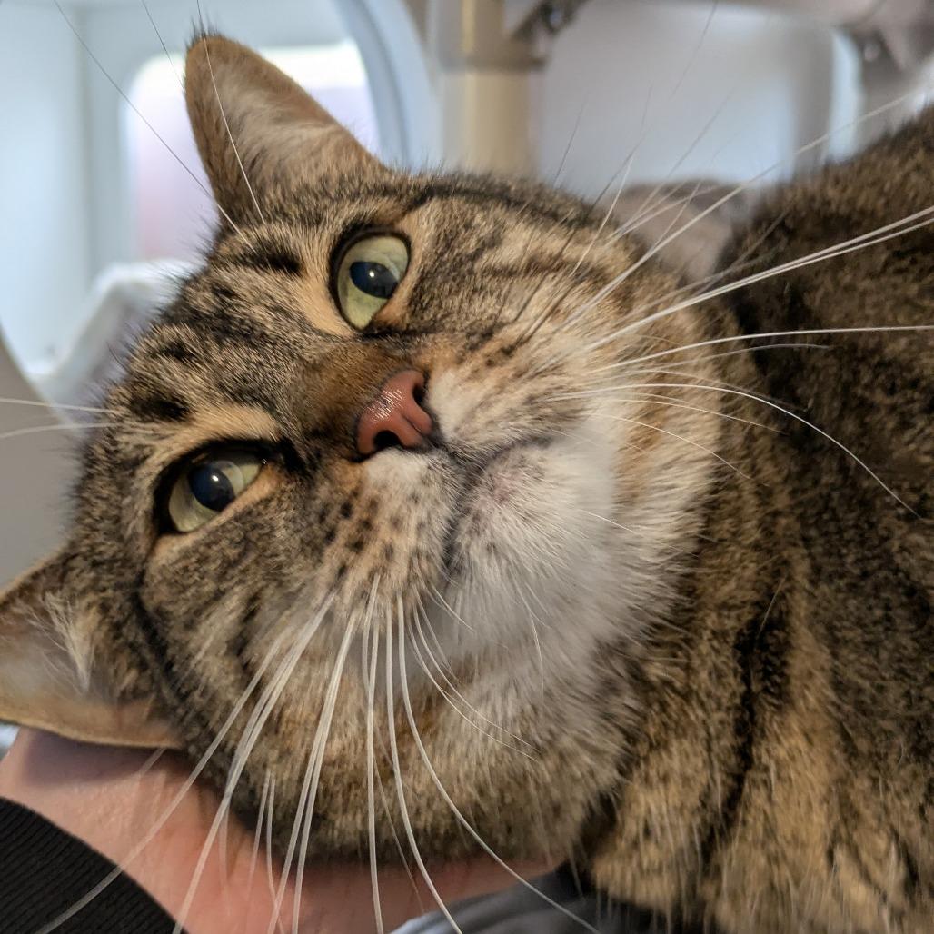 Enlarge Penelope, a Adoptable Domestic Short Hair in South Burlington, VT image 2/4