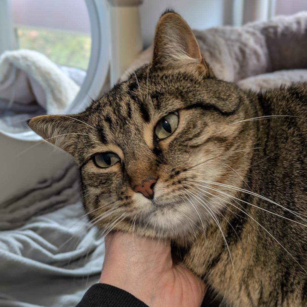 Enlarge Penelope, a Adoptable Domestic Short Hair in South Burlington, VT image 3/4
