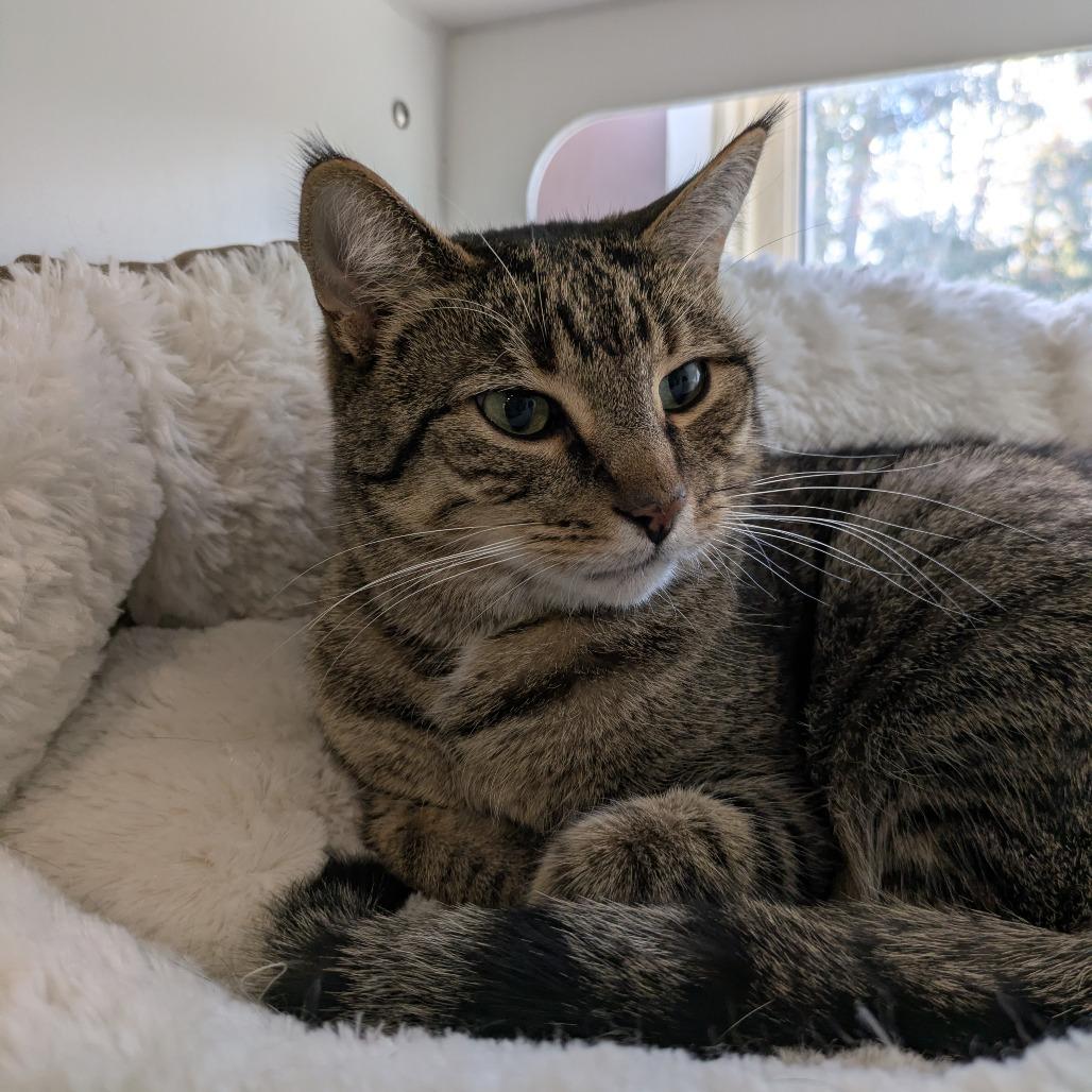 Enlarge Penelope, a Adoptable Domestic Short Hair in South Burlington, VT image 4/4
