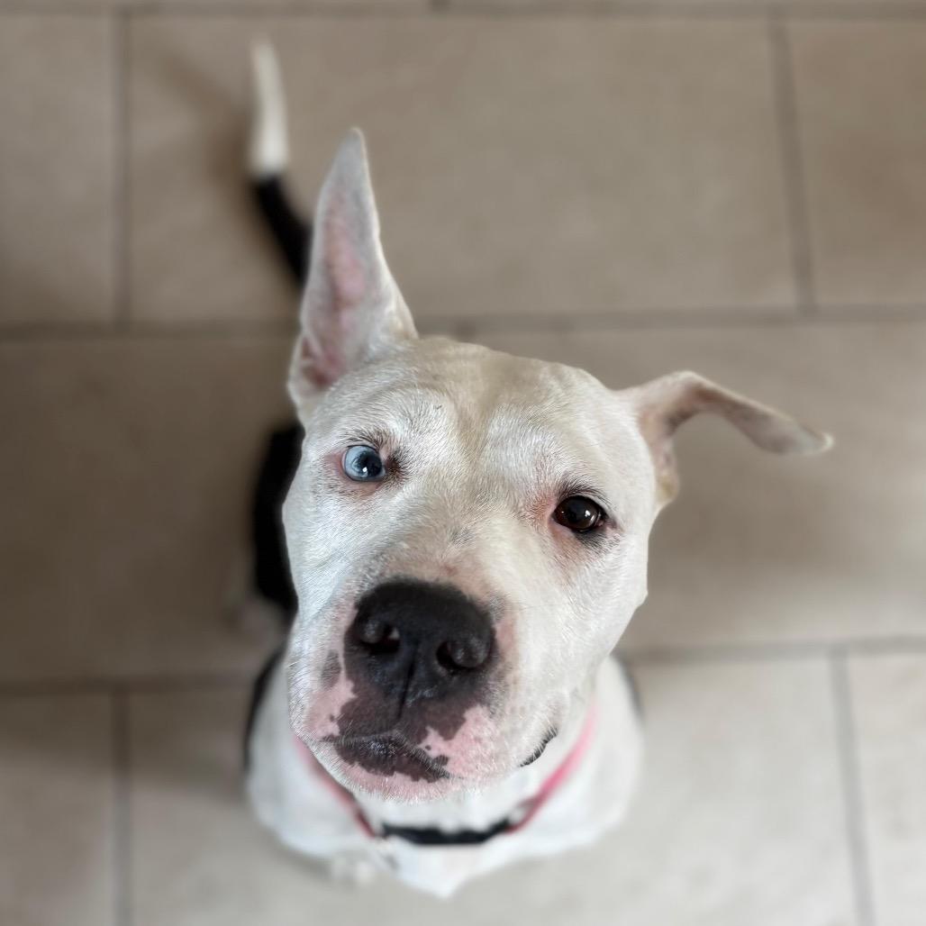 Enlarge Dolly Parton, a Adoptable mixed breed in San Pablo, CA image 1/1